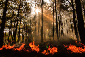 A Forest with a controlled fire.