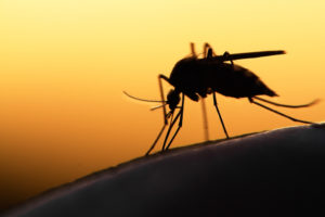 Silhouette of a Mosquito